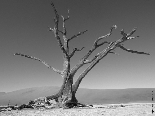 tree dry